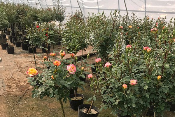南阳月季花树的价格 南阳月季花树的价格