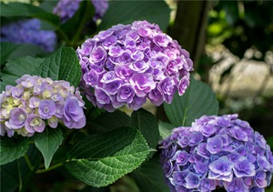 绣球花最经典的30个品种