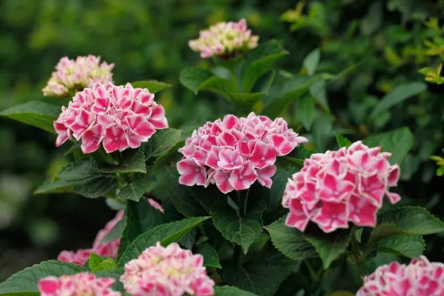 冬季花园里的绣球清园 冬季花园里的绣球清园