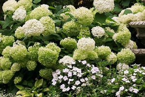 耐寒的绣球花品种推荐
