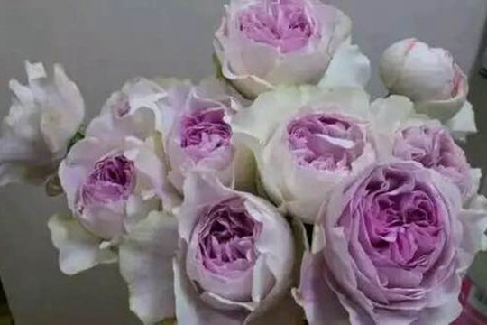 伊芙紫苑 伊芙紫苑