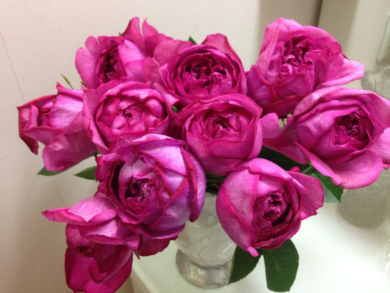 伊芙热情Yves Passion 伊芙热情Yves Passion