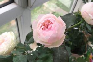 草莓杏仁饼月季的优缺点
