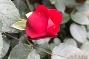 红色月季排名
