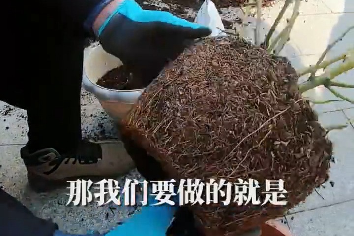 月季什么时候翻盆,月季翻盆换土的技巧 月季什么时候翻盆,月季翻盆换土的技巧