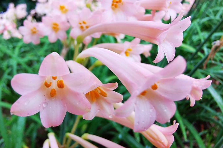 1641472927328456.jpg 垂筒花.jpg