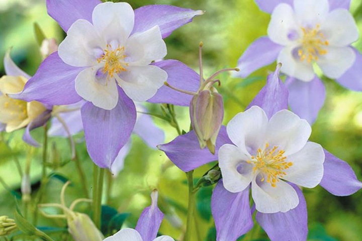 耧斗菜——不打药也能轻松爆花的草花 耧斗菜——不打药也能轻松爆花的草花