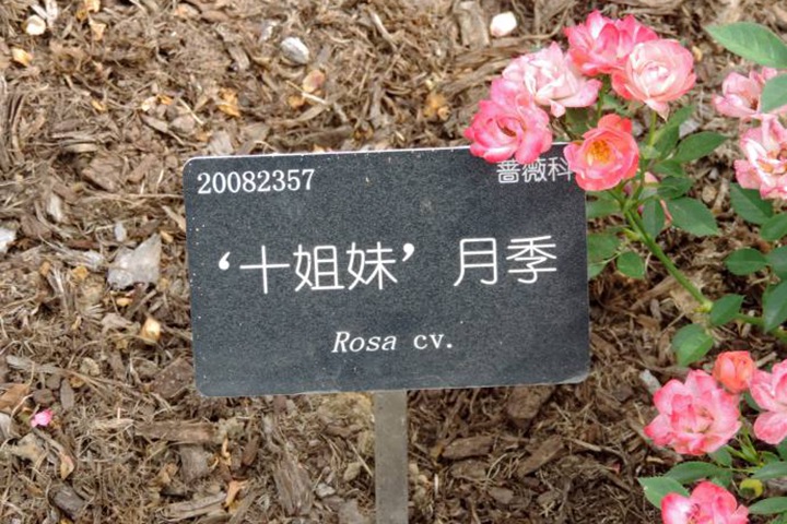 十姊妹蔷薇 TEN SISTERS 十姊妹蔷薇 TEN SISTERS