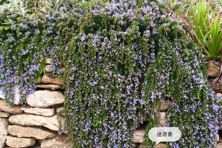1641872761195062.jpg 香草植物有哪些,好看又好养的香草植物推荐