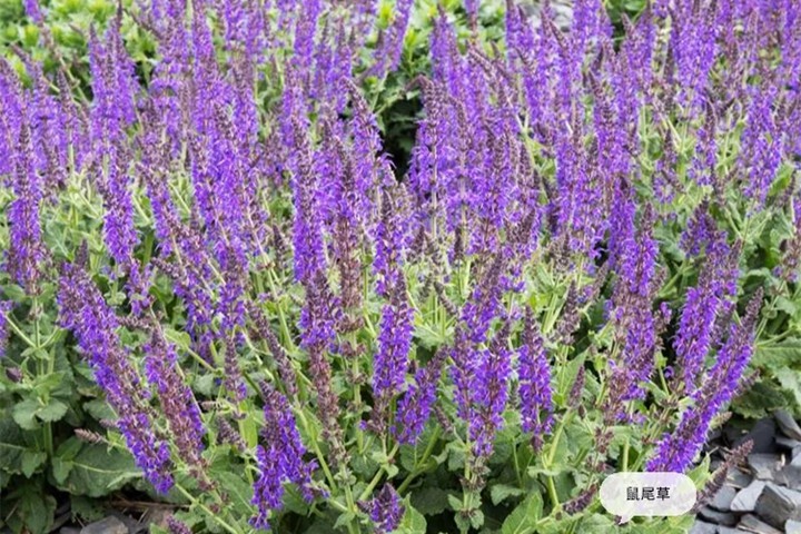 1641872761235509.jpg 香草植物有哪些,好看又好养的香草植物推荐