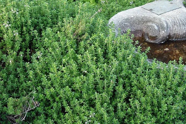 1641872761743835.jpg 香草植物有哪些,好看又好养的香草植物推荐