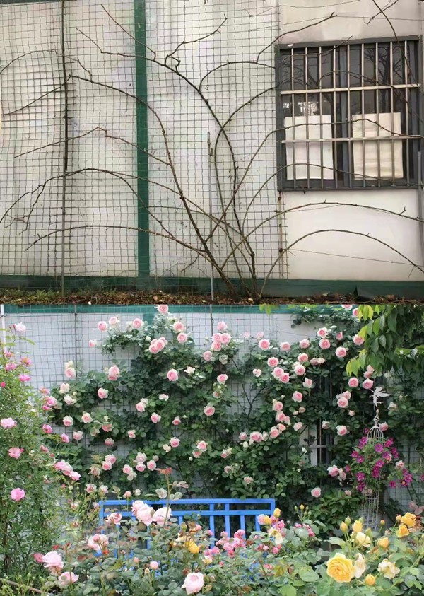 藤本月季牵引造型图片 藤本月季牵引造型图片