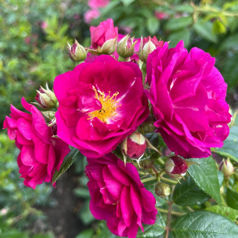 紫色剪影Purple Siluetta 紫色剪影Purple Siluetta