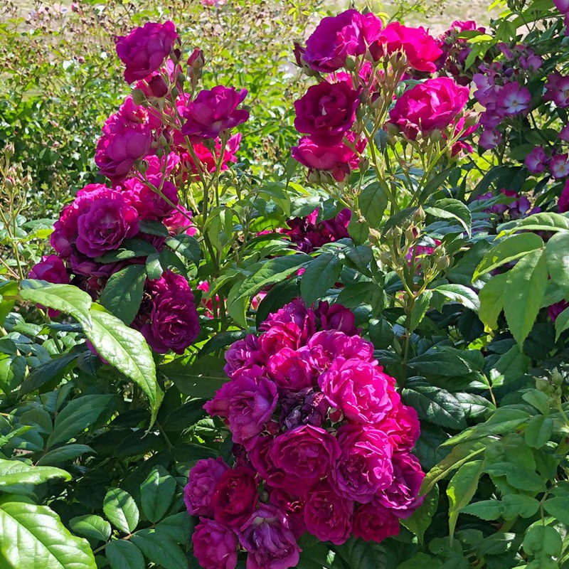紫色剪影Purple Siluetta 紫色剪影Purple Siluetta