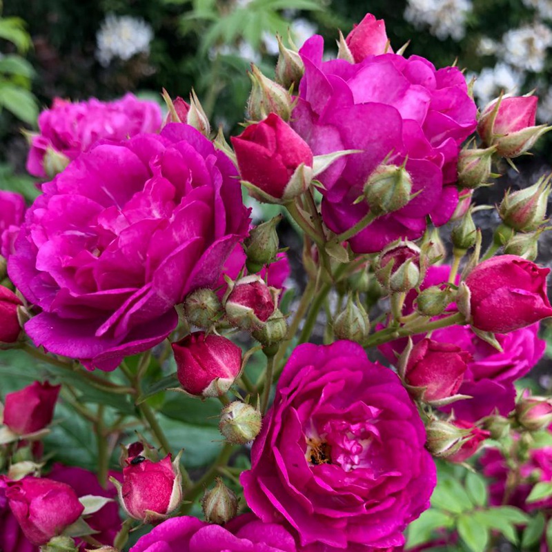 紫色剪影Purple Siluetta 紫色剪影Purple Siluetta
