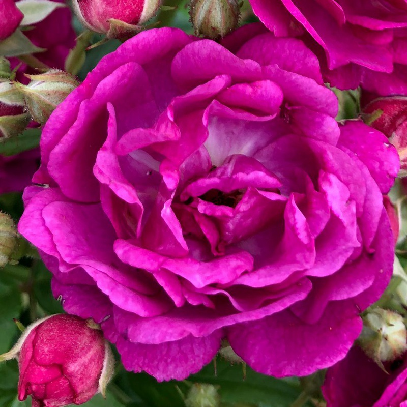 紫色剪影Purple Siluetta 紫色剪影Purple Siluetta
