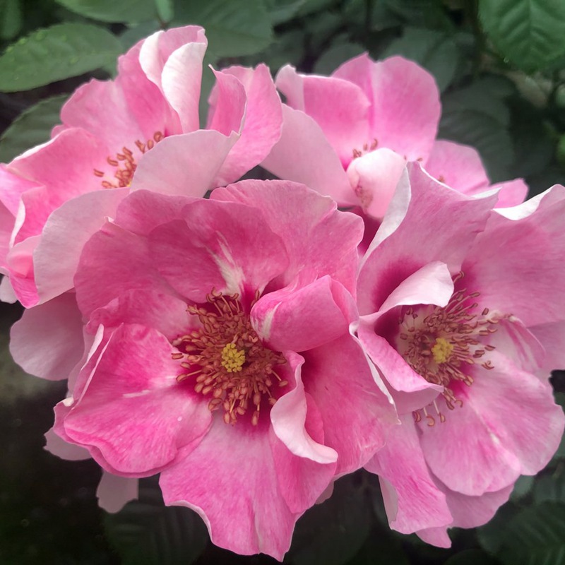 桃红葡萄酒SEE YOU in rosé 桃红葡萄酒SEE YOU in rosé