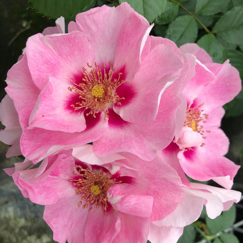 桃红葡萄酒SEE YOU in rosé 桃红葡萄酒SEE YOU in rosé