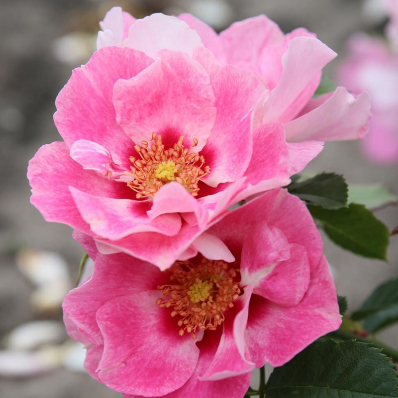桃红葡萄酒SEE YOU in rosé 桃红葡萄酒SEE YOU in rosé