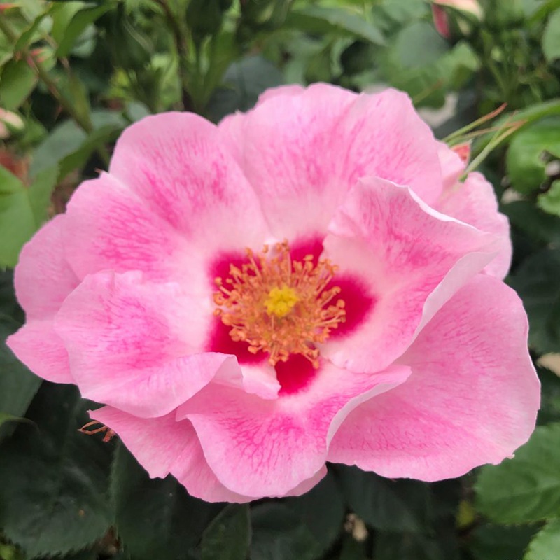 桃红葡萄酒SEE YOU in rosé 桃红葡萄酒SEE YOU in rosé