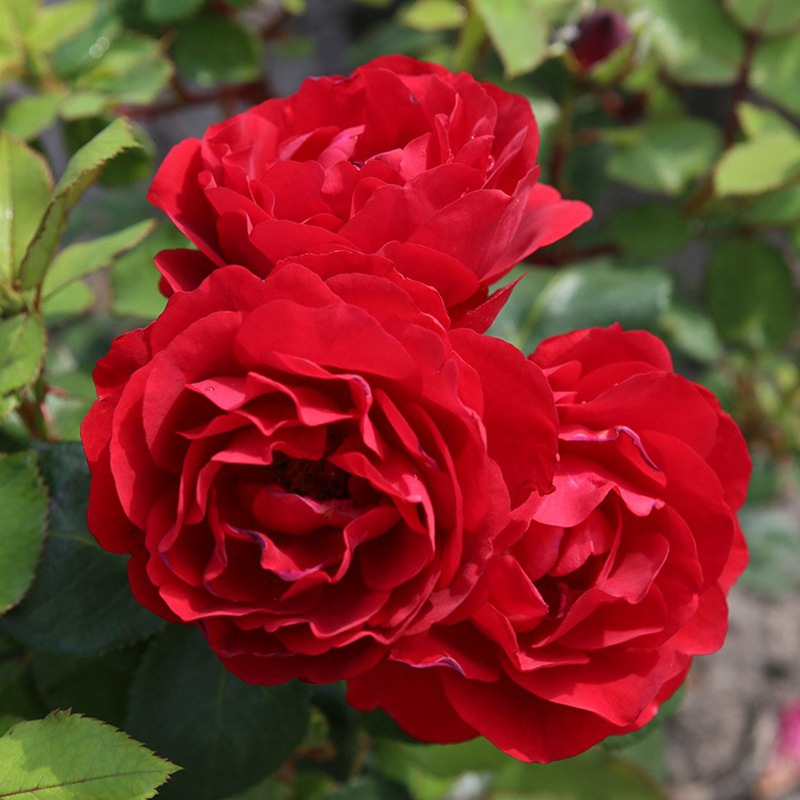 凤尾兰GLORIOSA 凤尾兰GLORIOSA