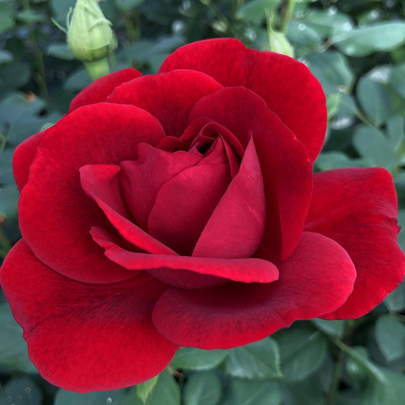 凤尾兰GLORIOSA 凤尾兰GLORIOSA