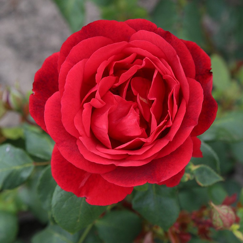凤尾兰GLORIOSA 凤尾兰GLORIOSA
