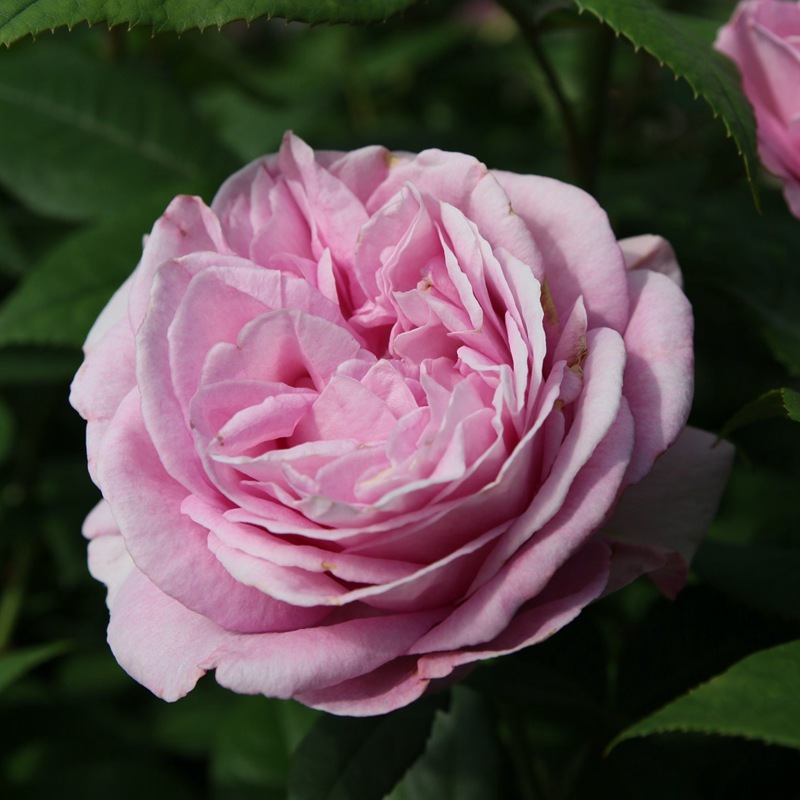 玛丽王后Königin Marie 玛丽王后Königin Marie