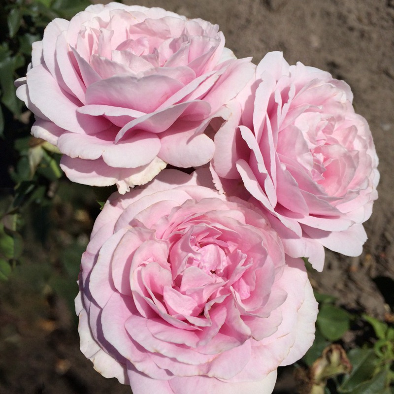 玛丽王后Königin Marie 玛丽王后Königin Marie