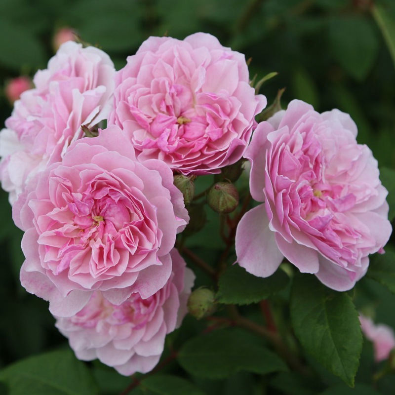 浪漫剪影Romantic Siluetta 浪漫剪影Romantic Siluetta