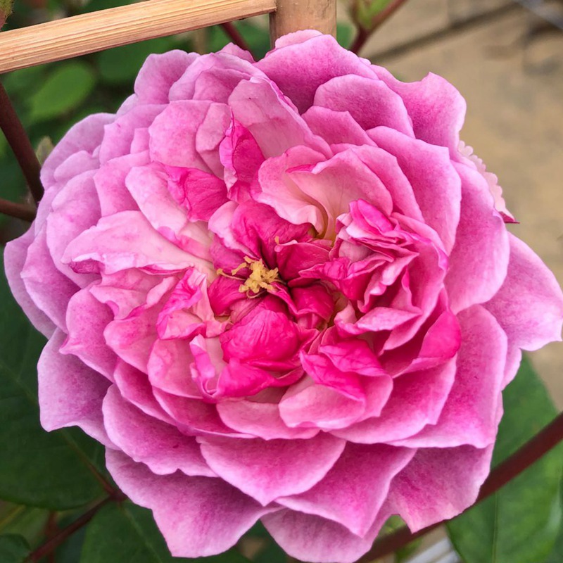 浪漫剪影Romantic Siluetta 浪漫剪影Romantic Siluetta
