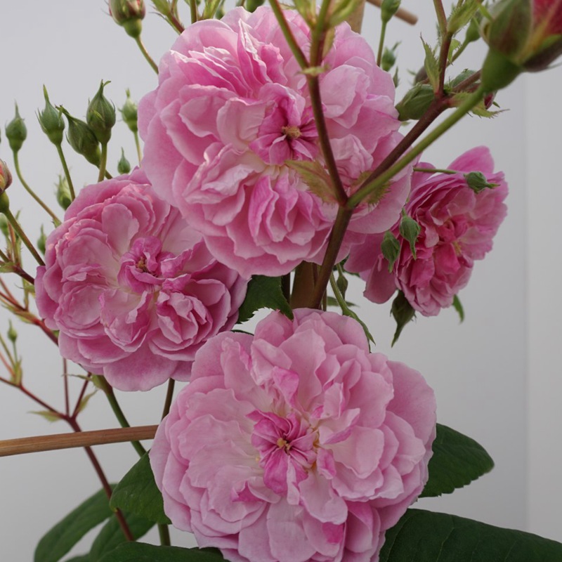 浪漫剪影Romantic Siluetta 浪漫剪影Romantic Siluetta