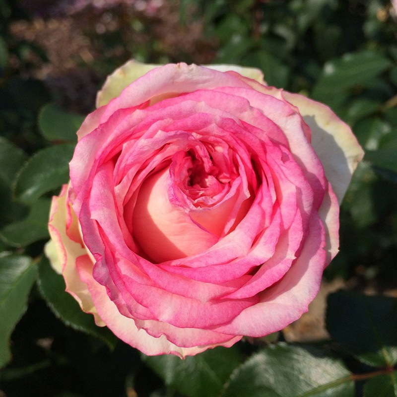我的玫瑰Meine Rose 我的玫瑰Meine Rose