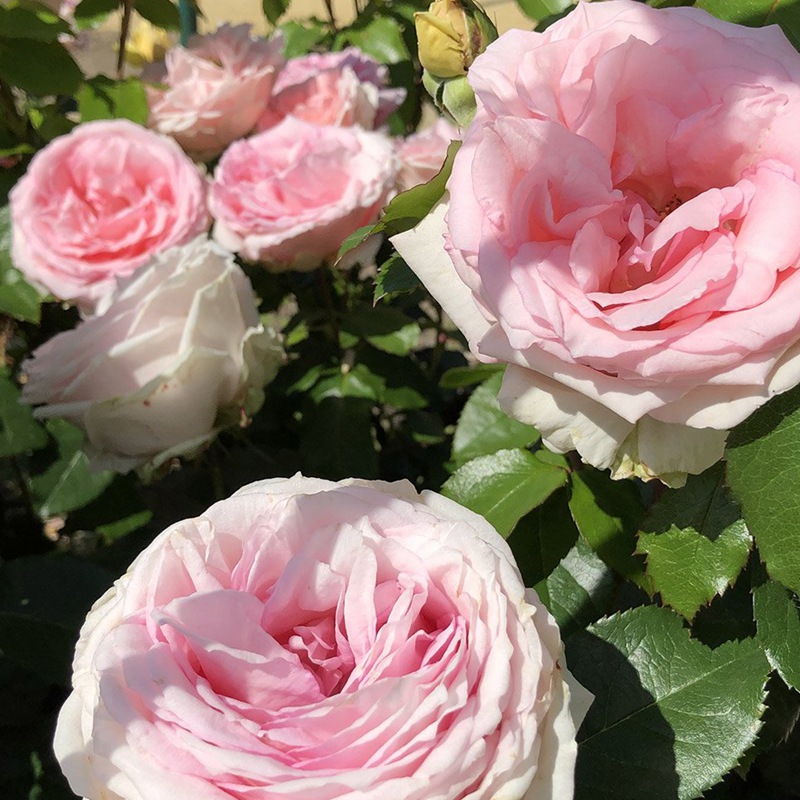我的玫瑰Meine Rose 我的玫瑰Meine Rose