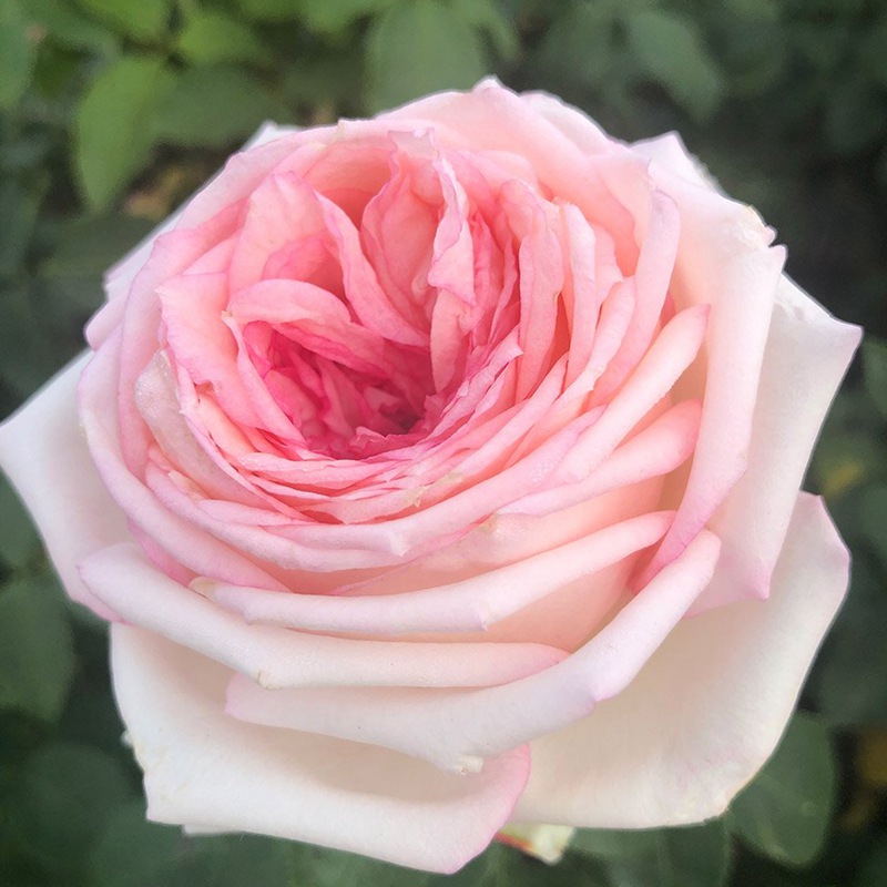 我的玫瑰Meine Rose 我的玫瑰Meine Rose