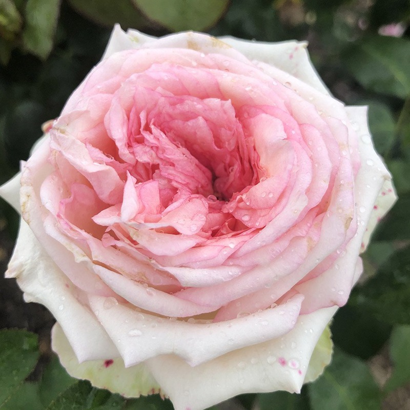 我的玫瑰Meine Rose 我的玫瑰Meine Rose