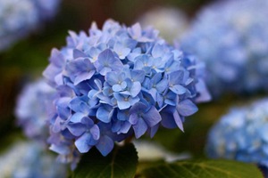 最受欢迎的十款绣球花品种