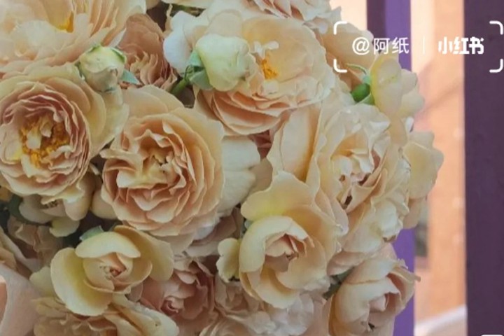 胸针/拉布罗什 胸针/拉布罗什