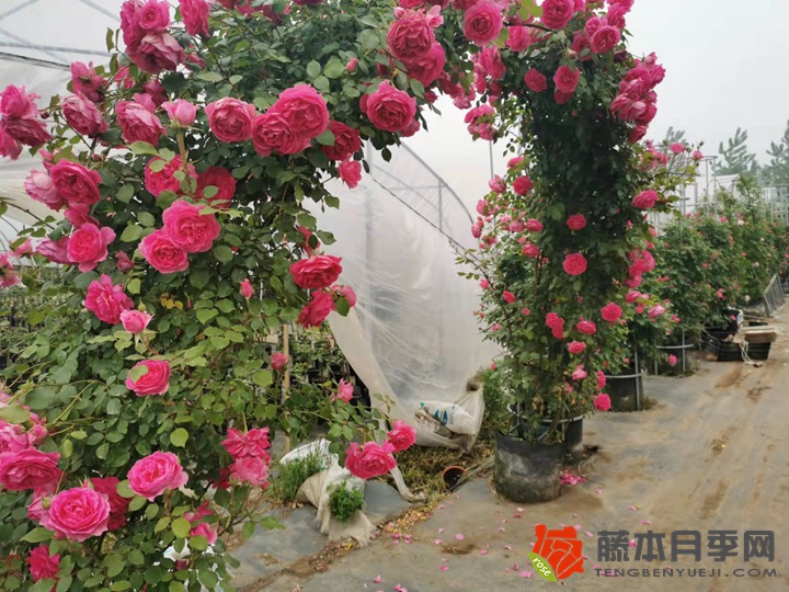 月季做拱门一边栽几颗? 月季做拱门一边栽几颗?