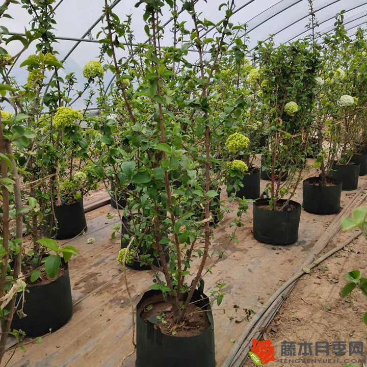 中华木绣球(斗球) 中华木绣球(斗球)