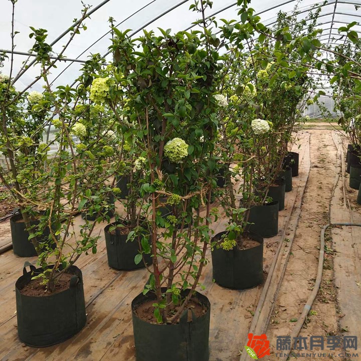中华木绣球(斗球) 中华木绣球(斗球)