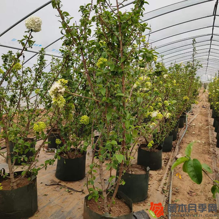 中华木绣球(斗球) 中华木绣球(斗球)