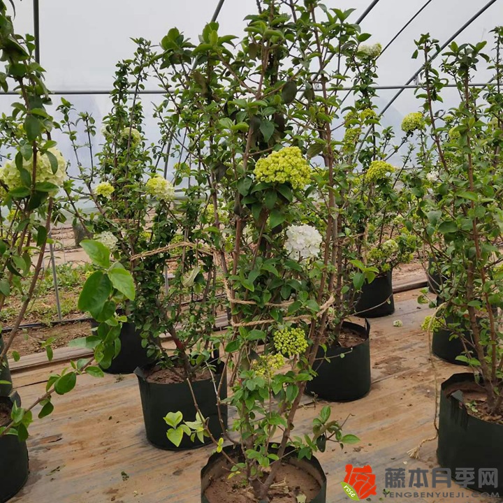 中华木绣球(斗球) 中华木绣球(斗球)
