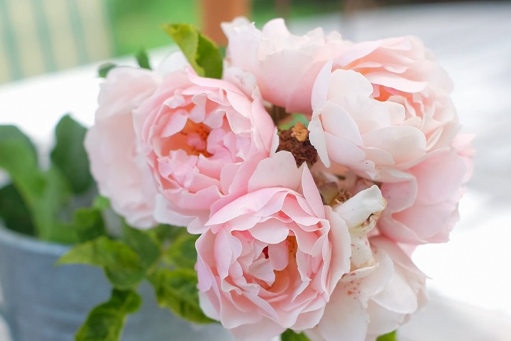 杜乐丽花园Jardin des Tuileries 杜乐丽花园Jardin des Tuileries
