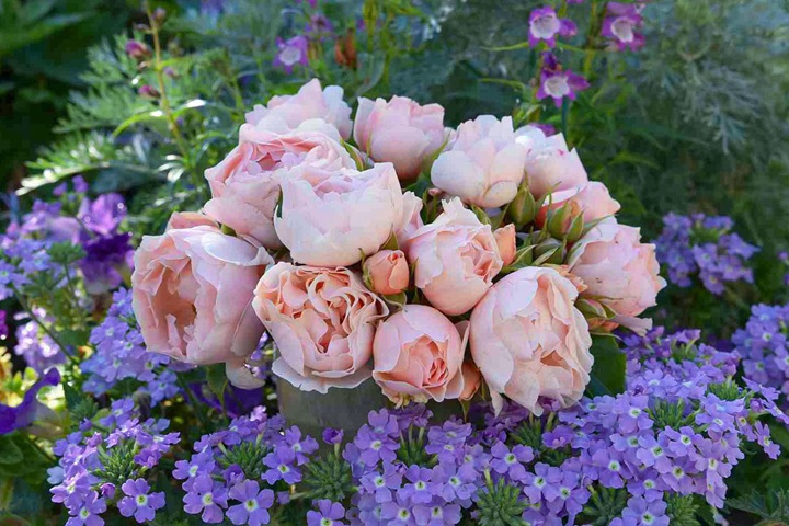 杜乐丽花园Jardin des Tuileries 杜乐丽花园Jardin des Tuileries