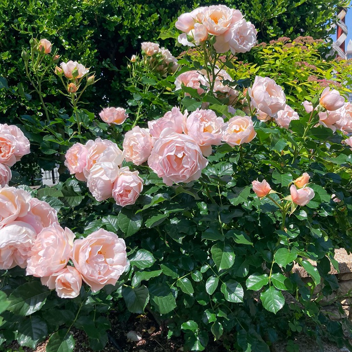 杜乐丽花园Jardin des Tuileries 杜乐丽花园Jardin des Tuileries