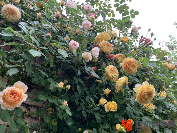 月季花栽在院子什么位置好 月季花栽在院子什么位置好