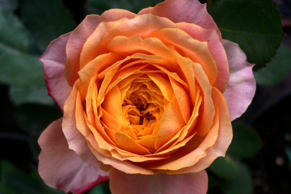 芒果浪漫-微型月季 芒果浪漫-微型月季