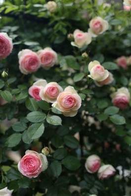1560225710313556.png QQ截图20190611115447.png