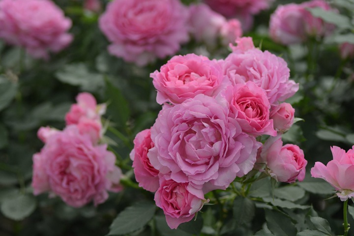 公主粉/粉姬Pink of Princess 公主粉/粉姬Pink of Princess